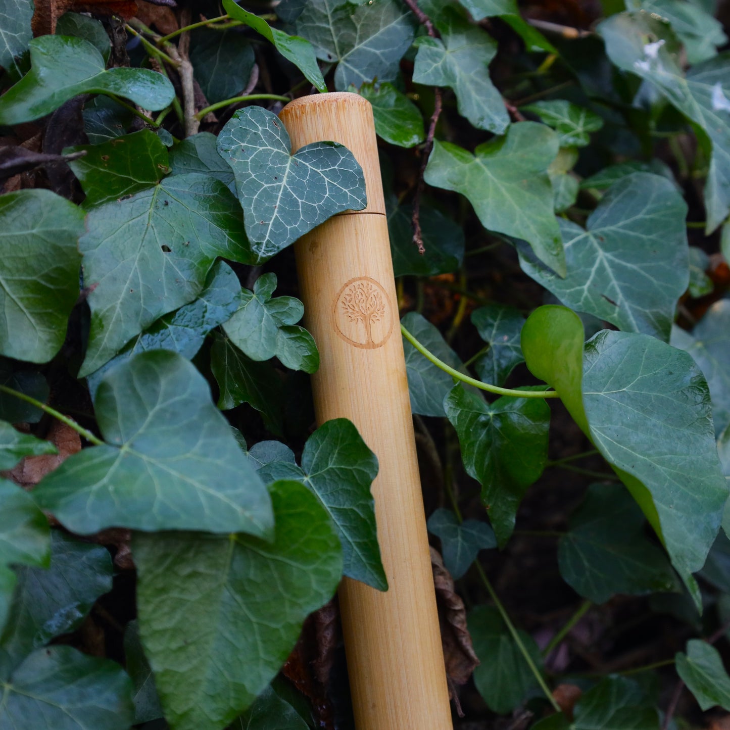 Bamboo Toothbrush Case