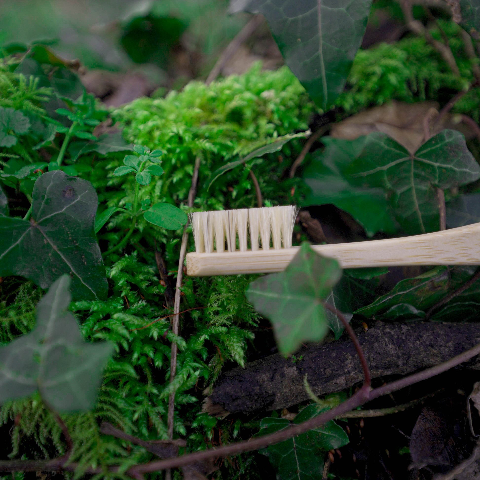 boar bristle toothbrush head in nature