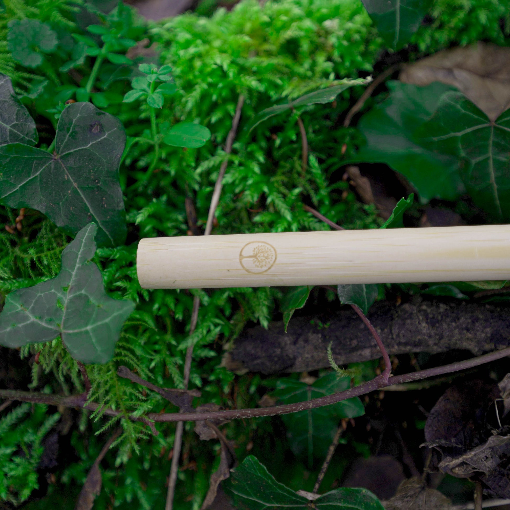 bamboo toothbrush handle in nature